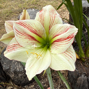 Hippeastrum ‘Ambiance’ NEW