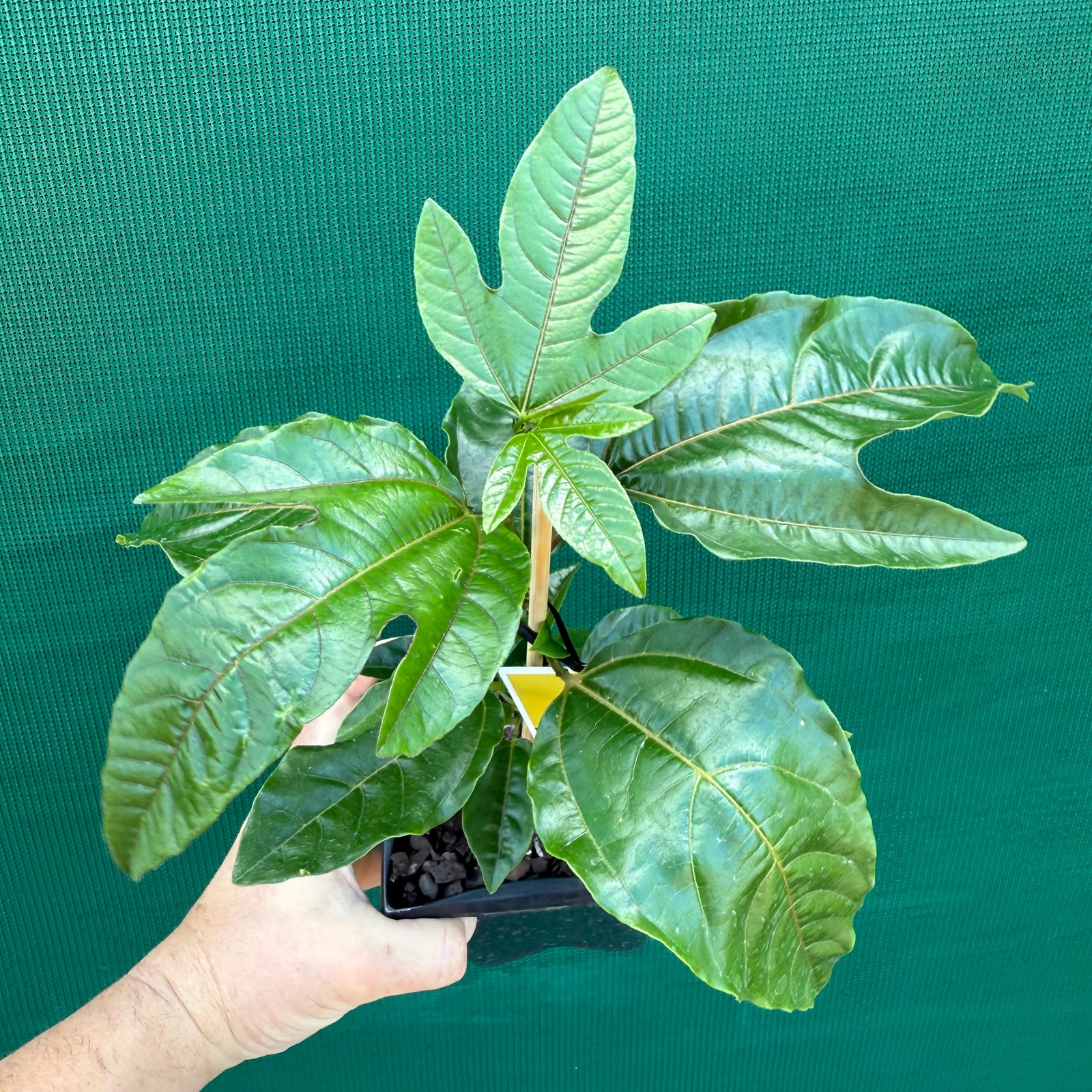 Passion Fruit - Panama Gold NEW