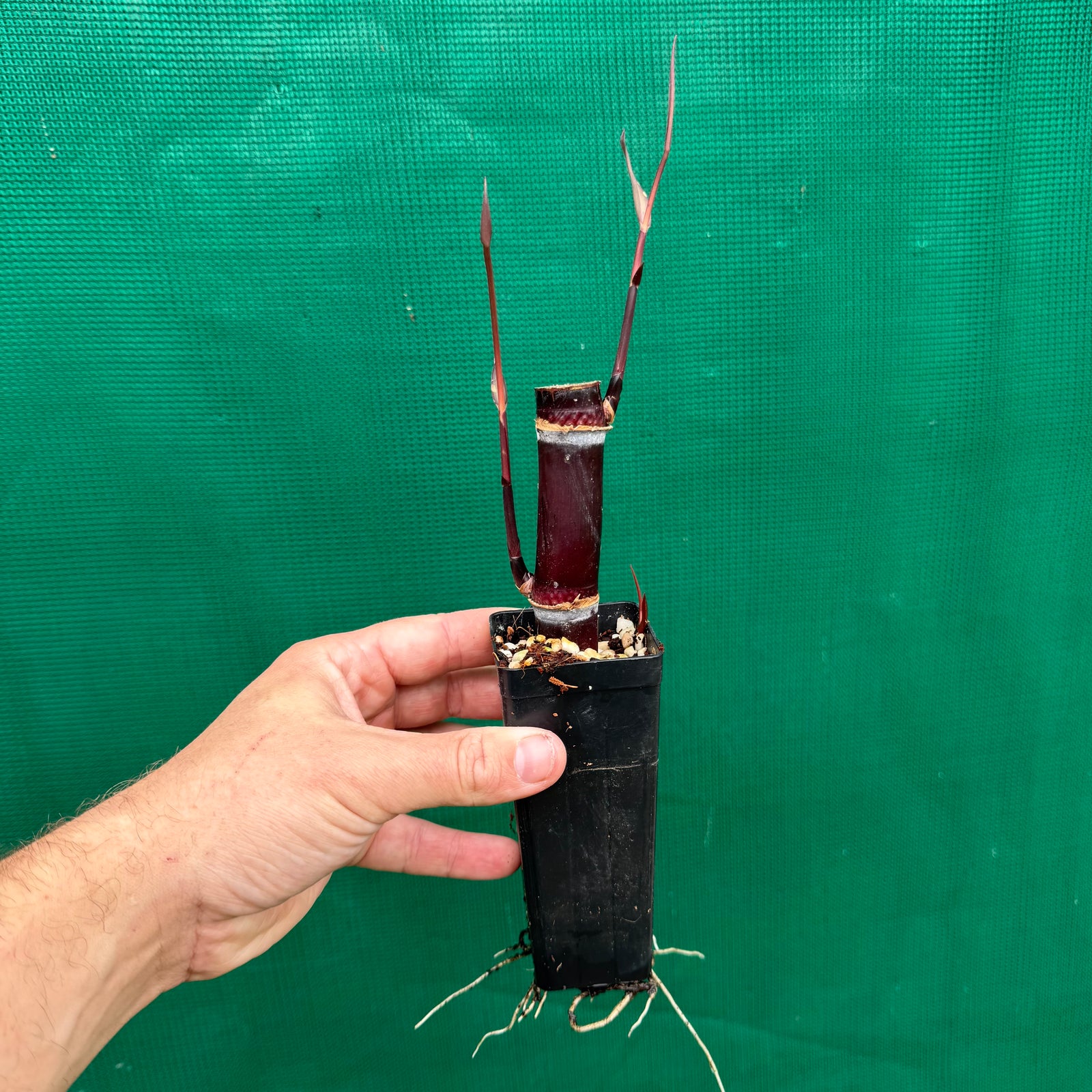 Purple Sugar Cane NEW