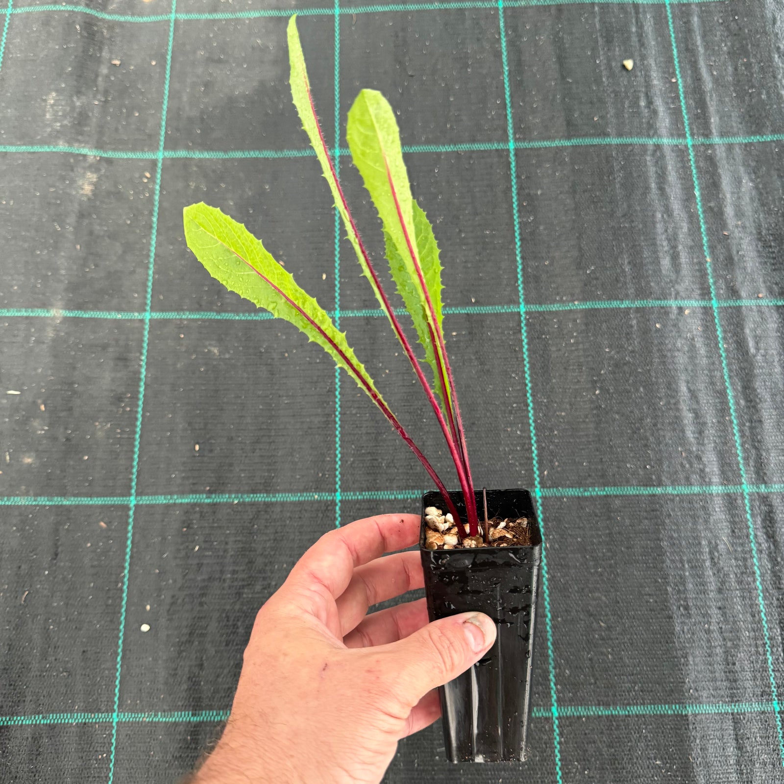 Red Rib Chicory