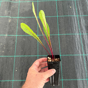 Red Rib Chicory