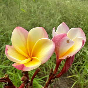 Frangipani - Lemon Drop