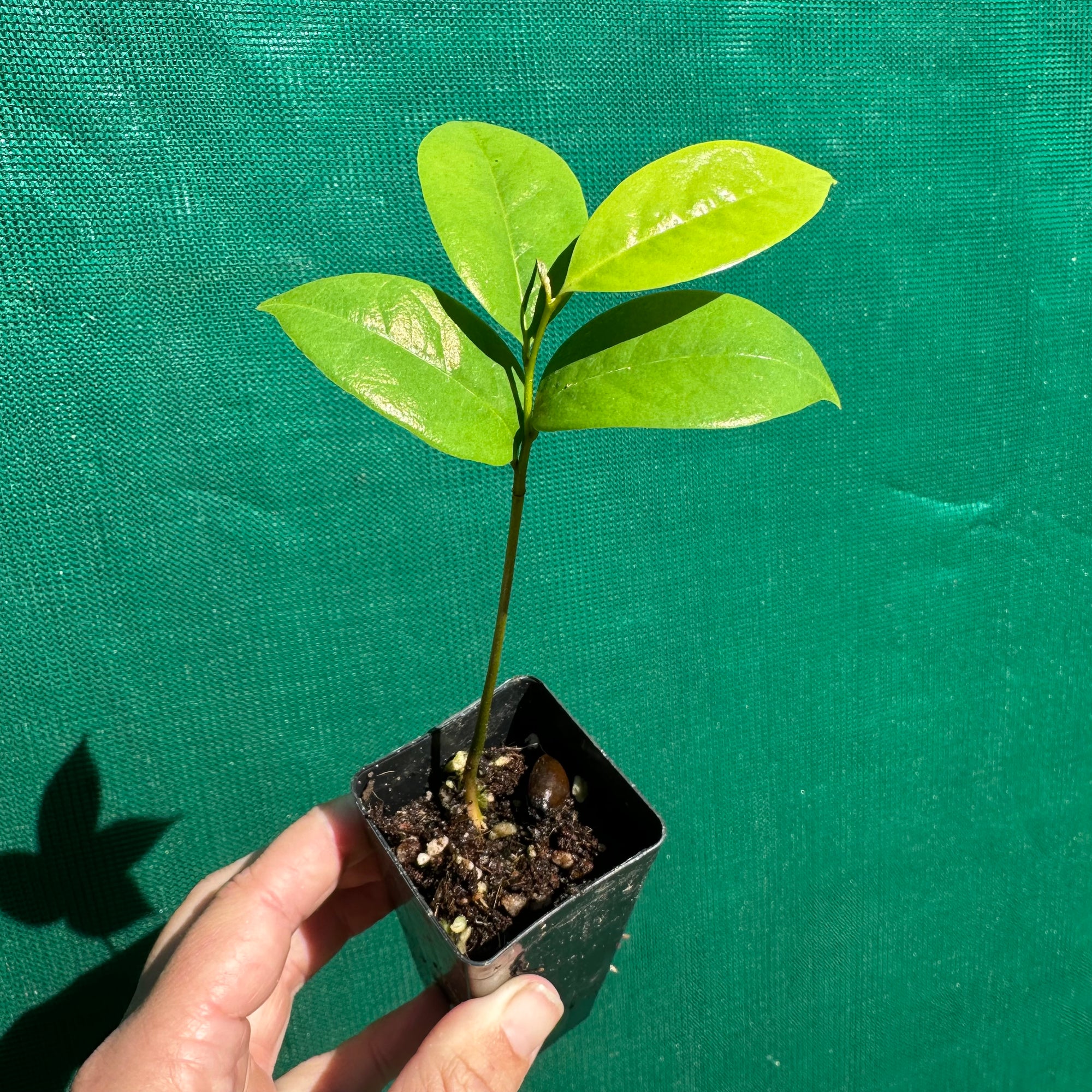 Soursop - Annona muricata