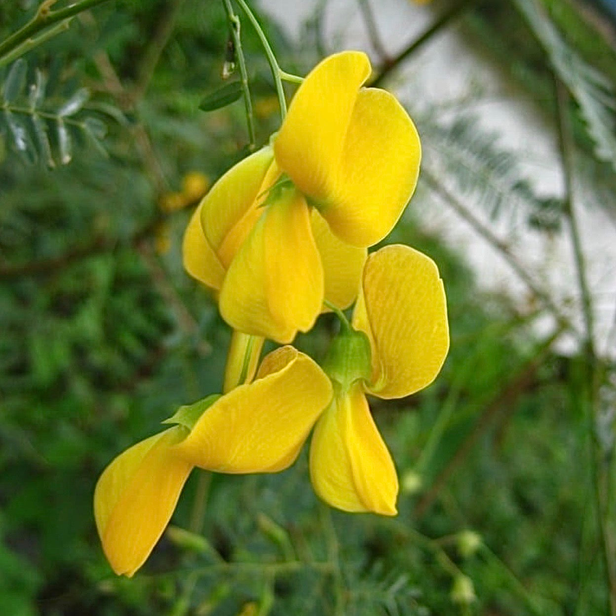 Egyptian River Hemp (Sesbania sesban) NEW