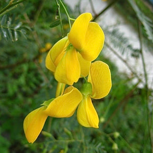 Egyptian River Hemp (Sesbania sesban) NEW
