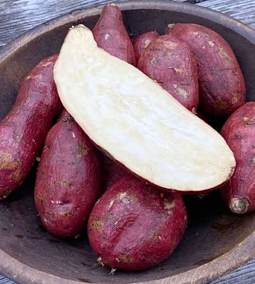 Sweet Potato ‘Japanese Murasaki’ NEW