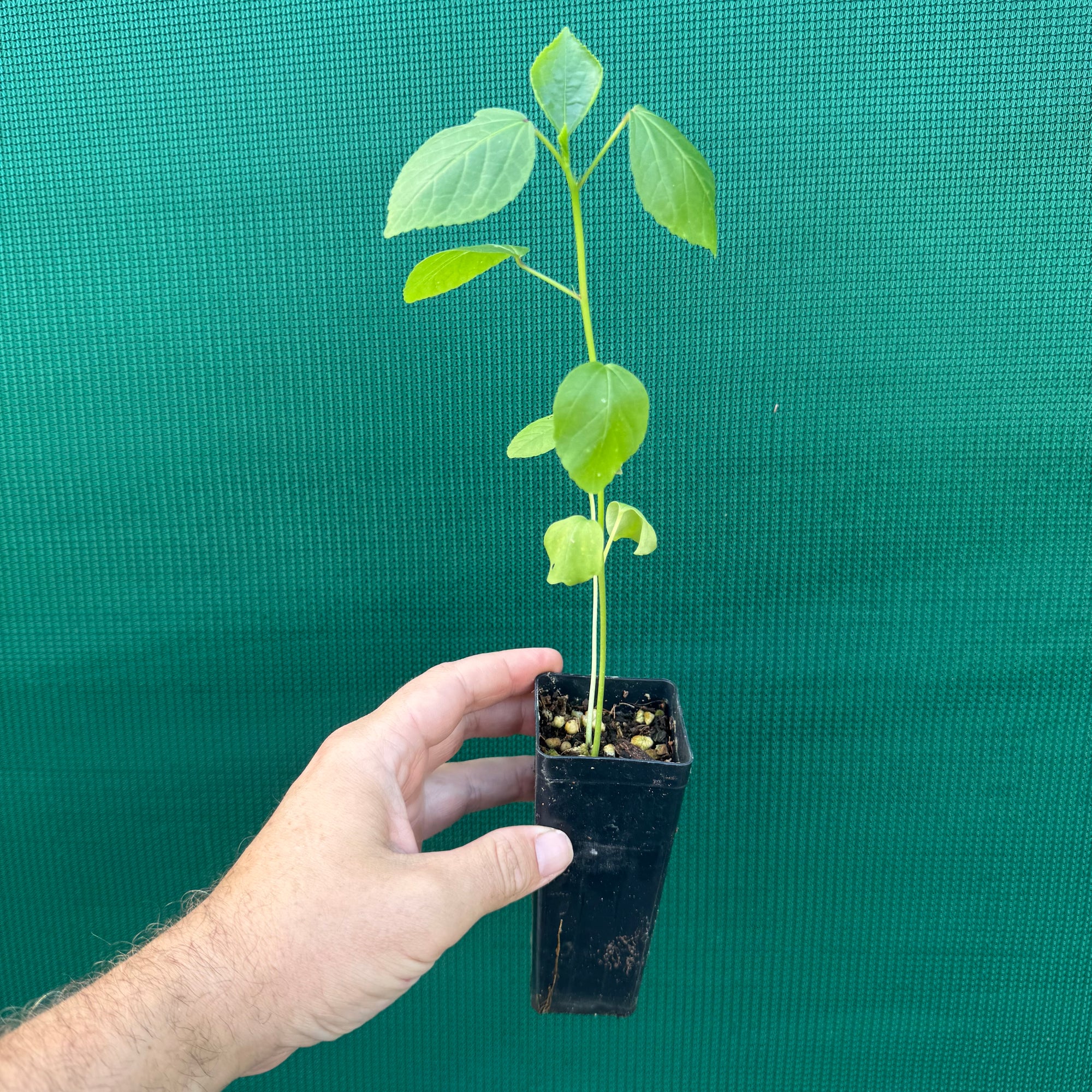 Rosella - Hibiscus sabdariffa