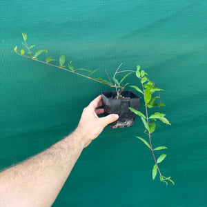 Pomegranate ‘Black’ NEW