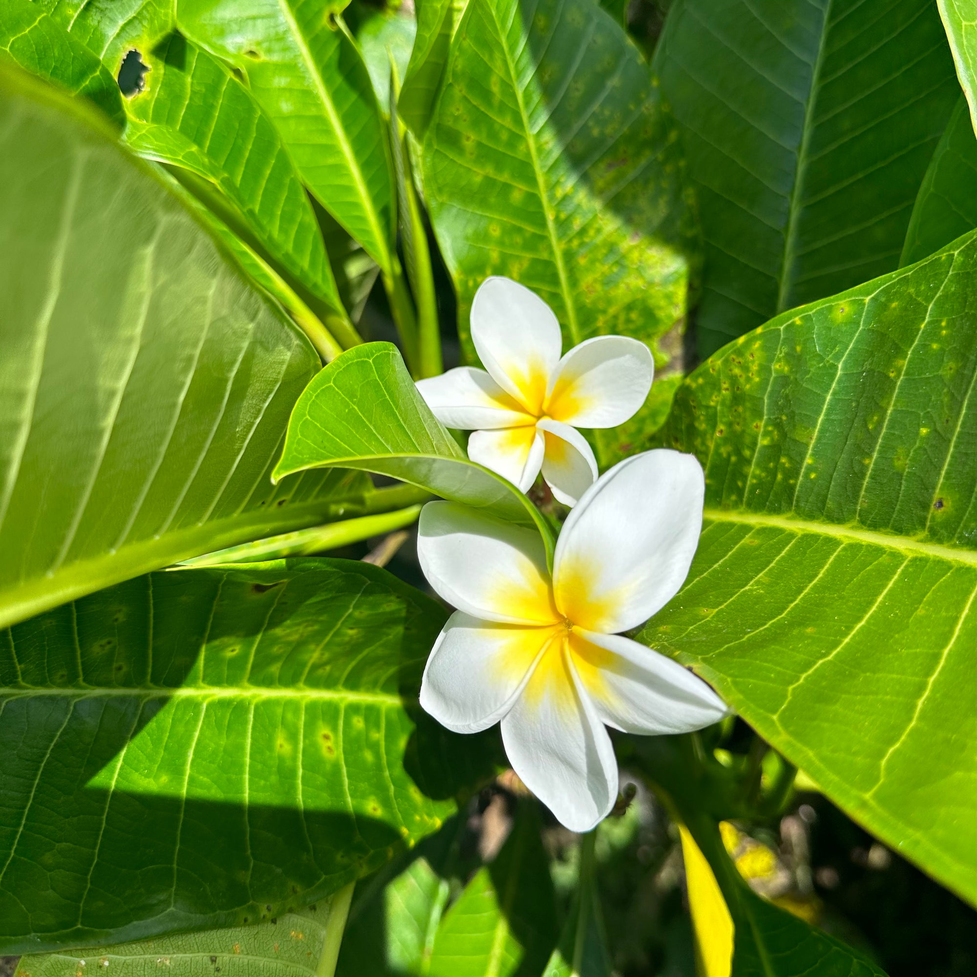 Frangipani - Samoan Fluff NEW