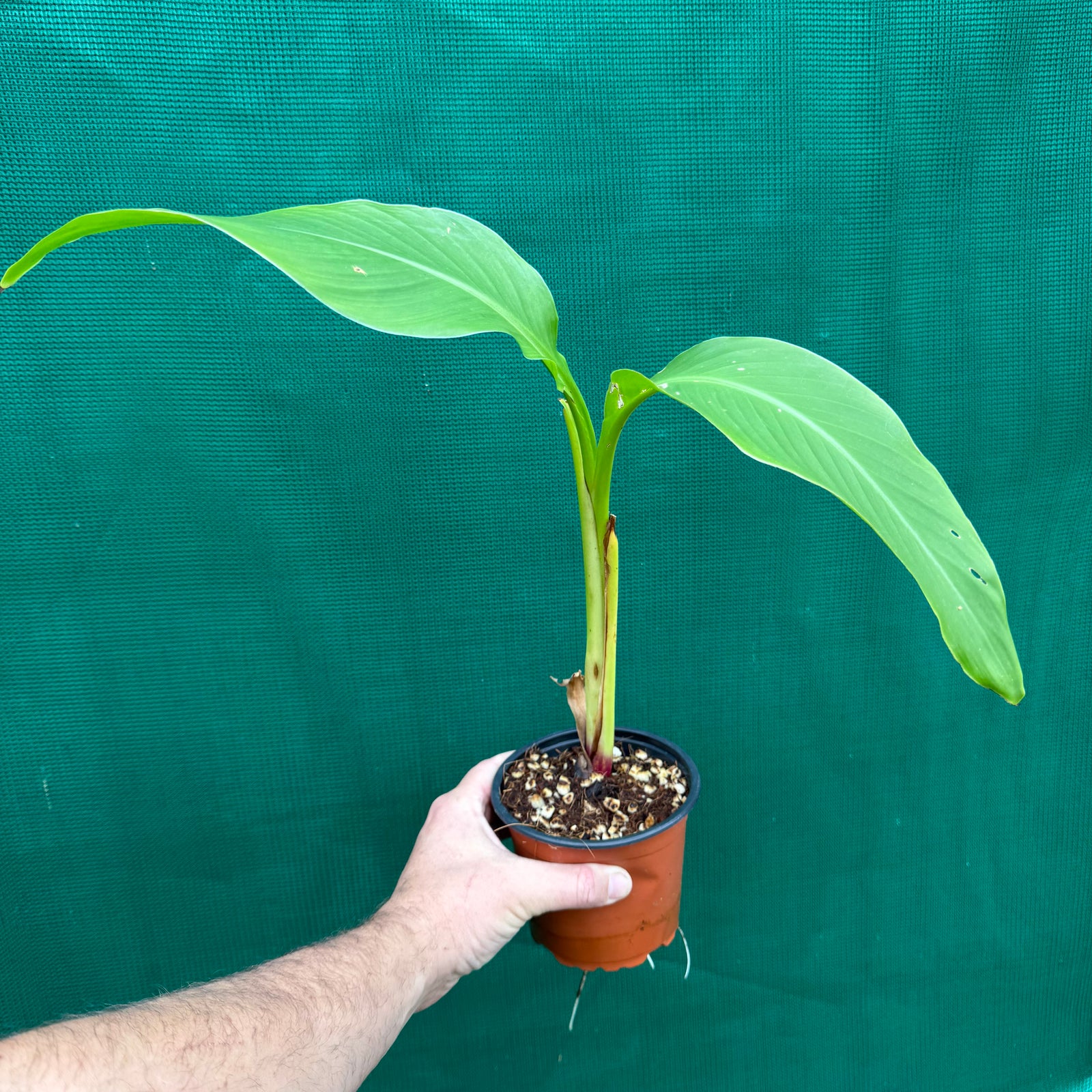 Canna edulis / QLD Arrowroot ‘Green’ NEW