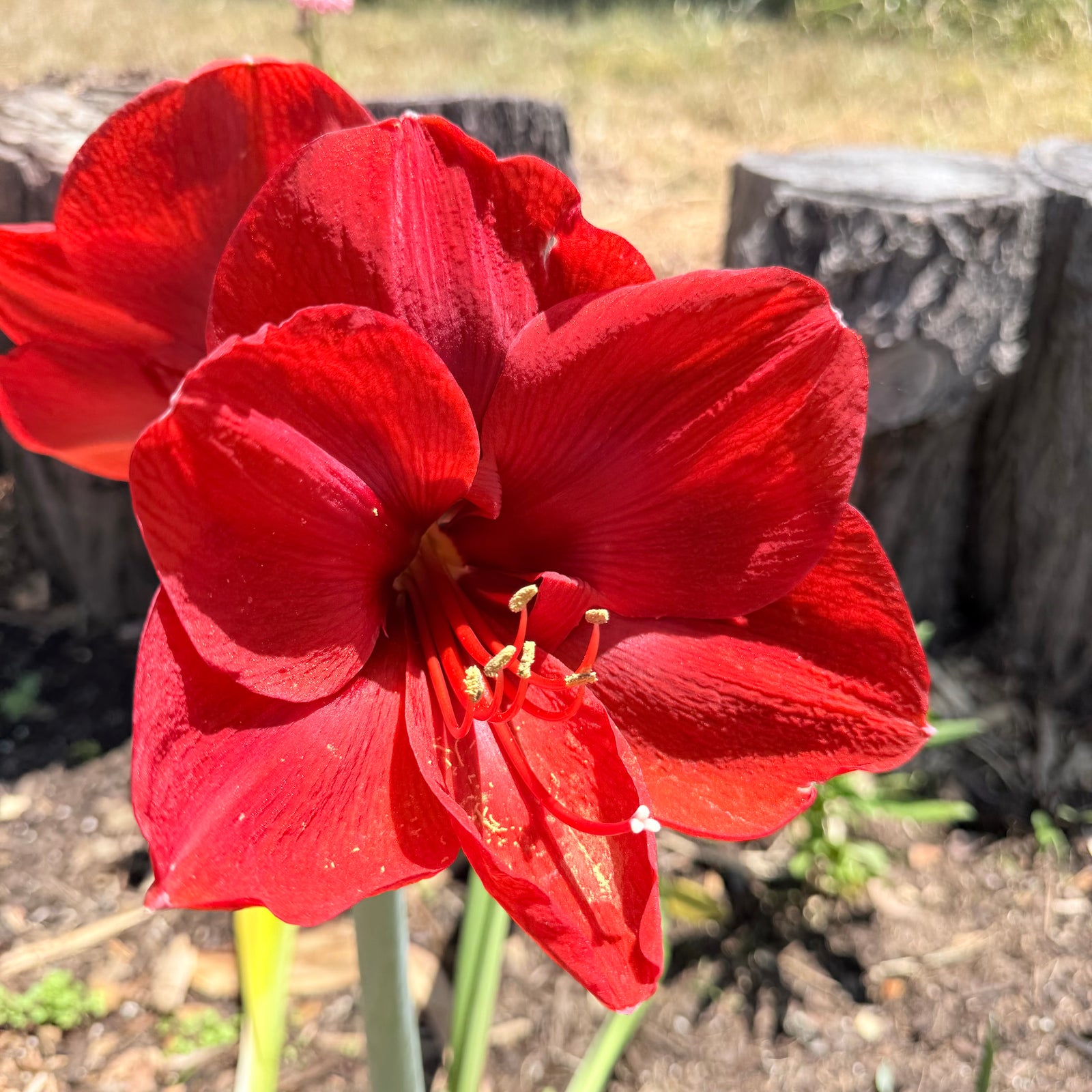 Hippeastrum ‘Ferrari’