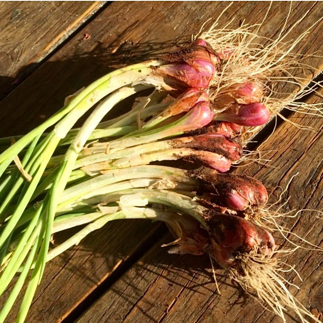 L’itoi Clumping Onion NEW
