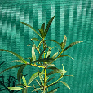 Plum Pine (Podocarpus elatus) NEW