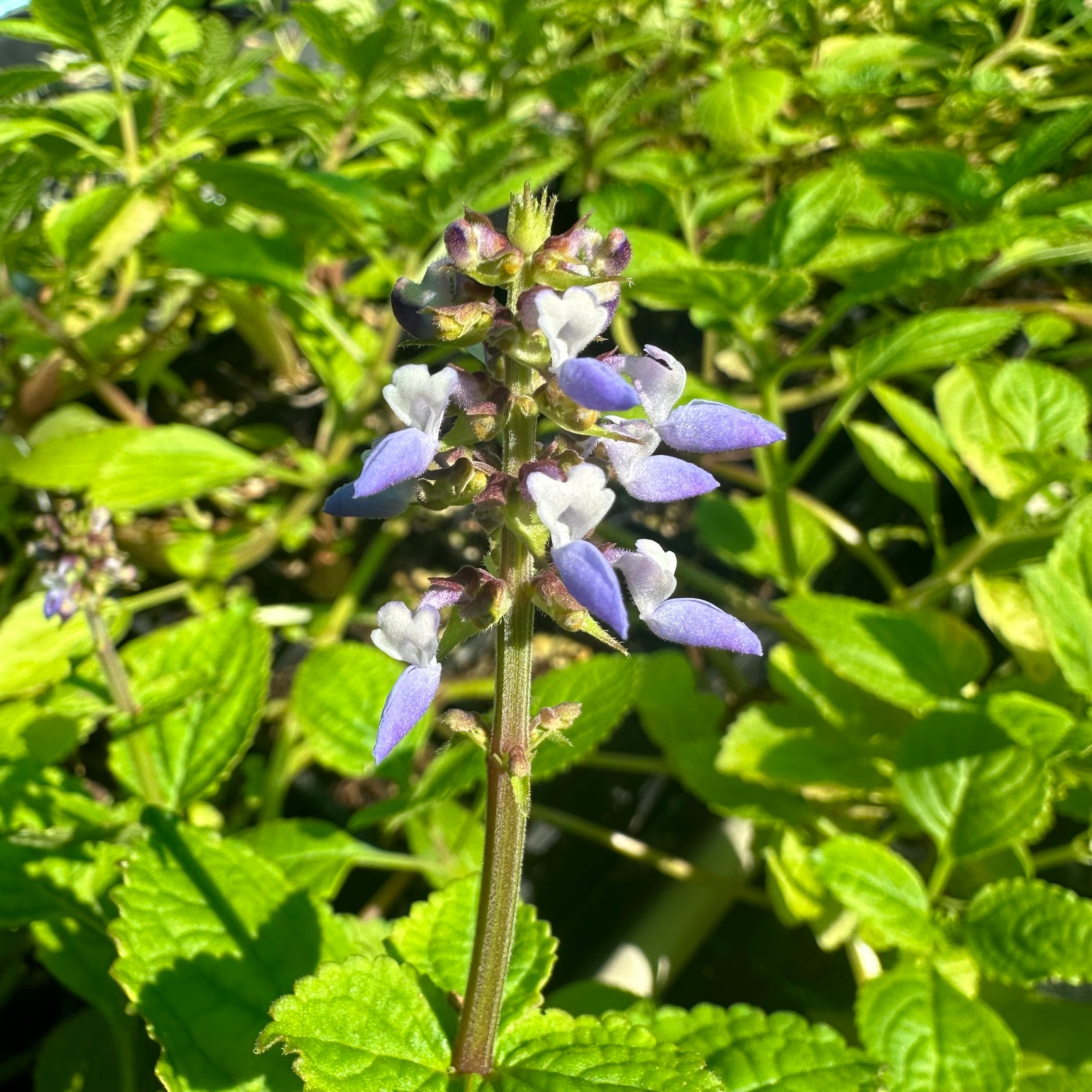 Chinese Potato - Plectranthus rotundifolius