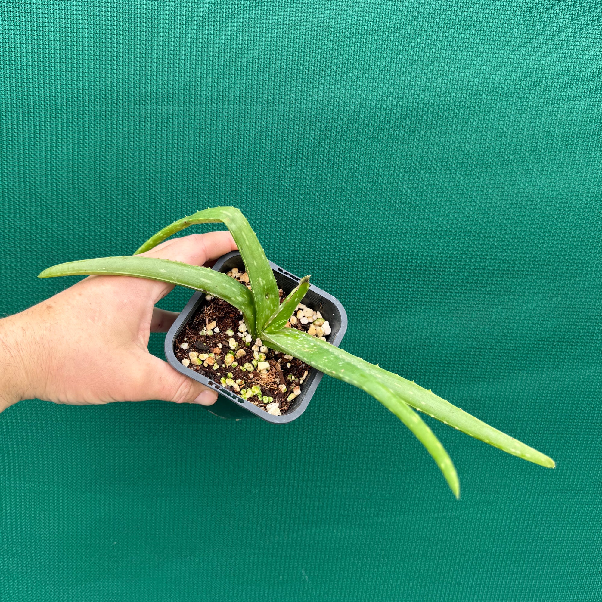 Aloe vera barbadensis ‘Miller’ NEW