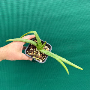 Aloe vera barbadensis ‘Miller’ NEW