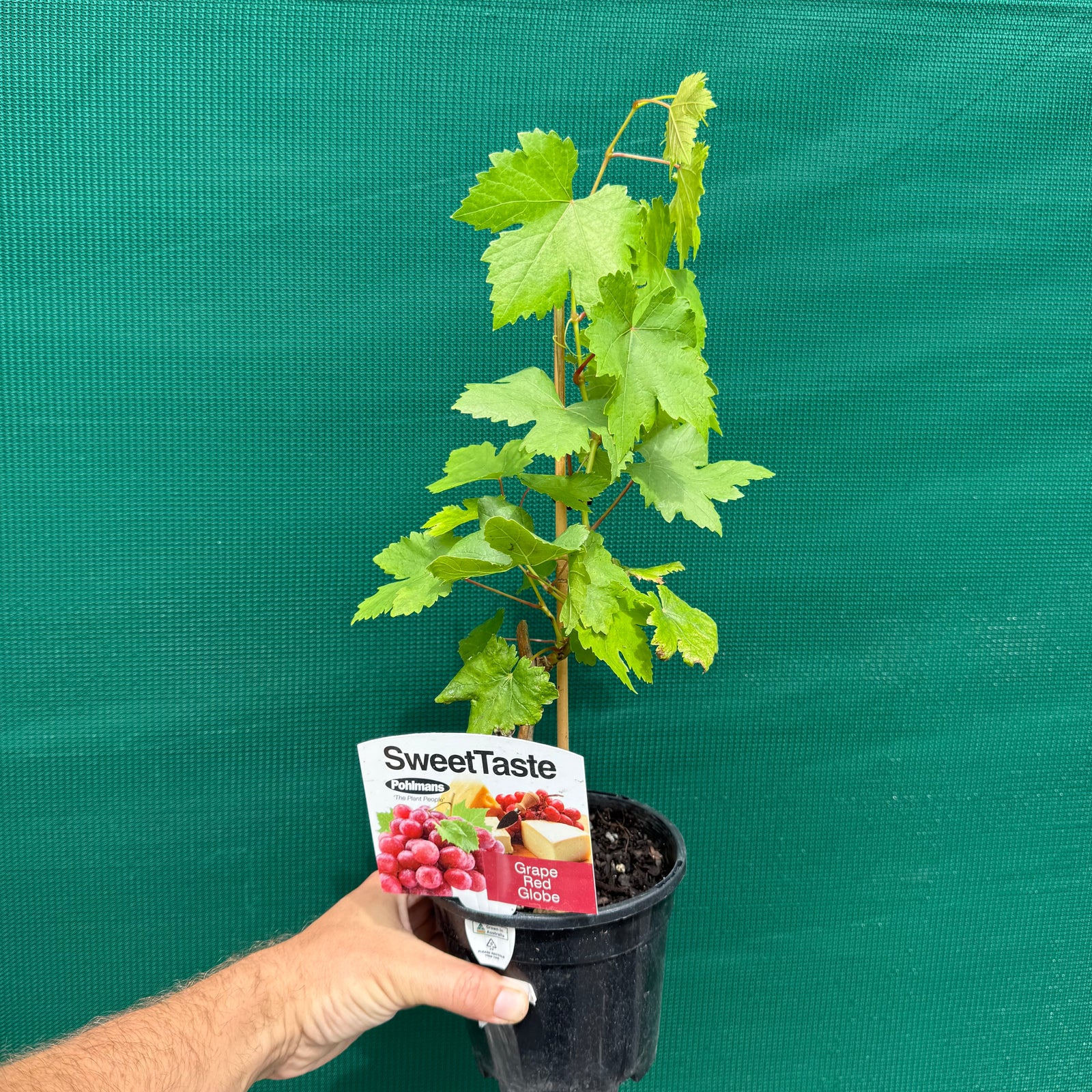 Grape ‘Red Globe’ NEW