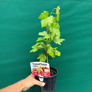 Grape ‘Red Globe’ NEW