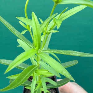 Mexican Tarragon - Tagetes lucida NEW