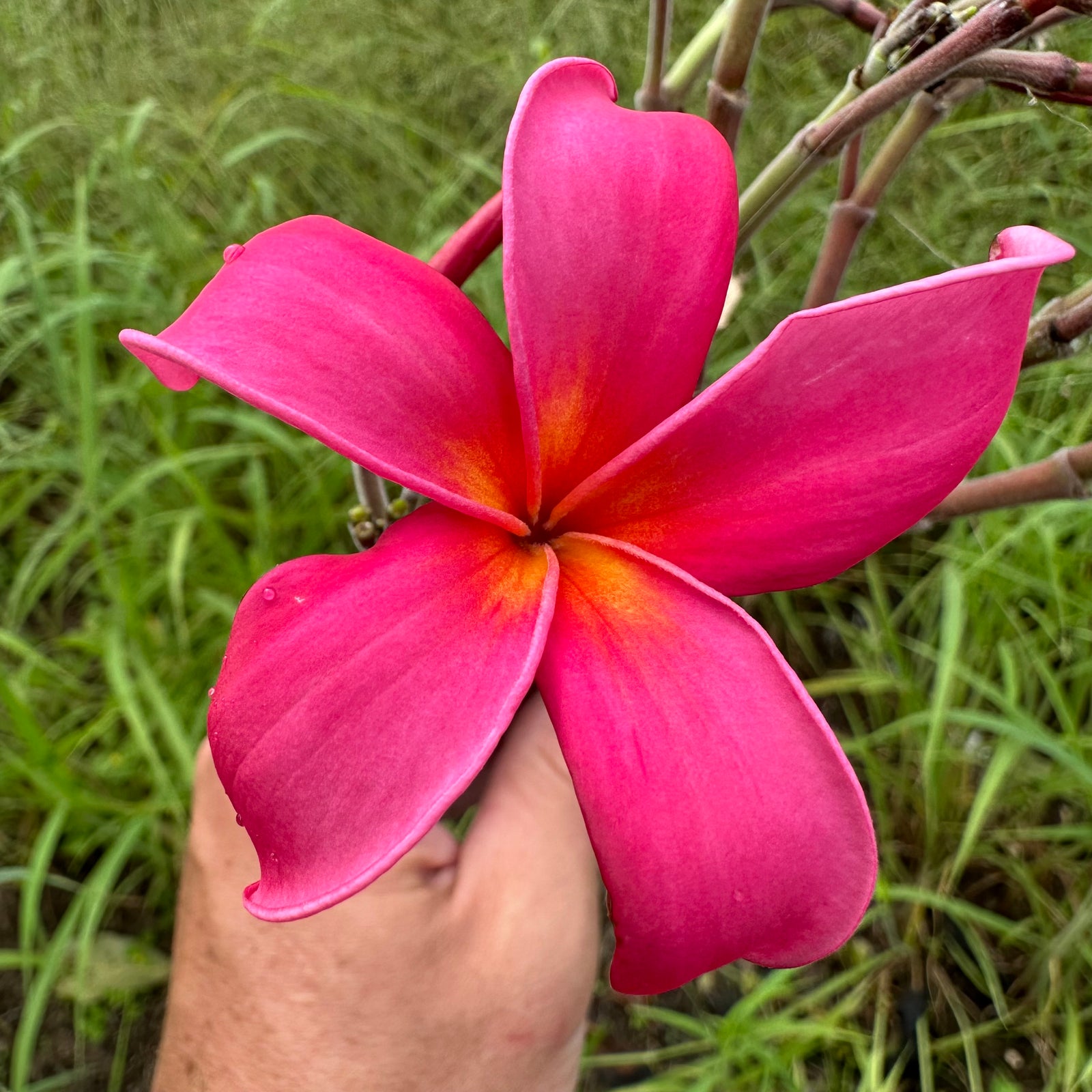 Frangipani - Japanese Lantern