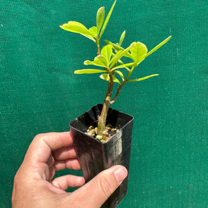 Suriname Spinach - Talinum triangulare NEW