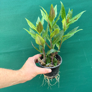 Okinawa Spinach - Gynura crepioides