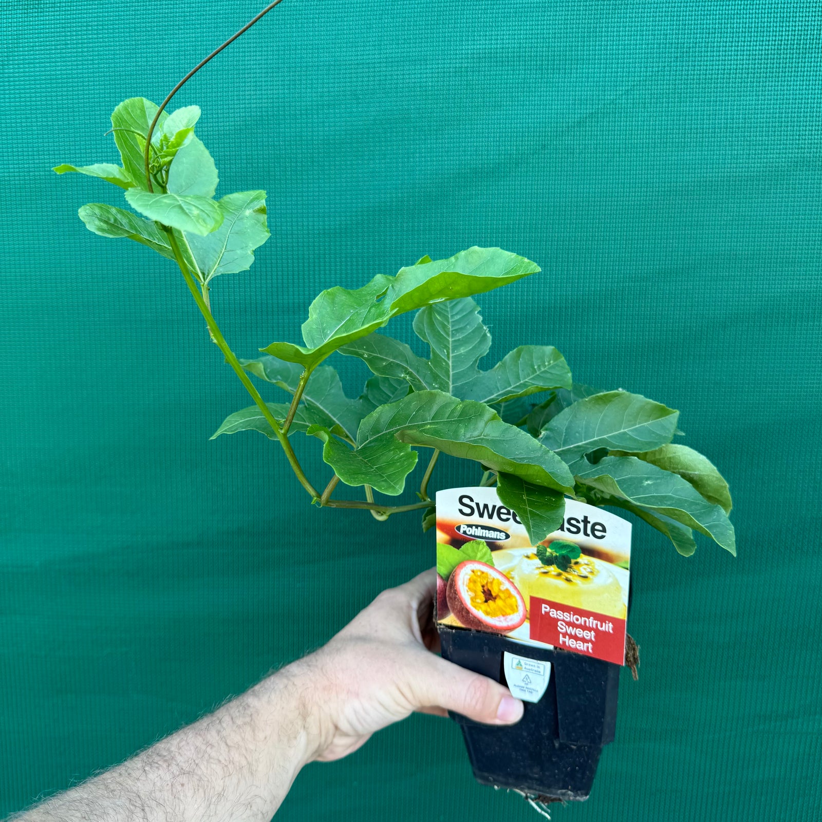 Passion Fruit ‘Sweet Heart’ NEW