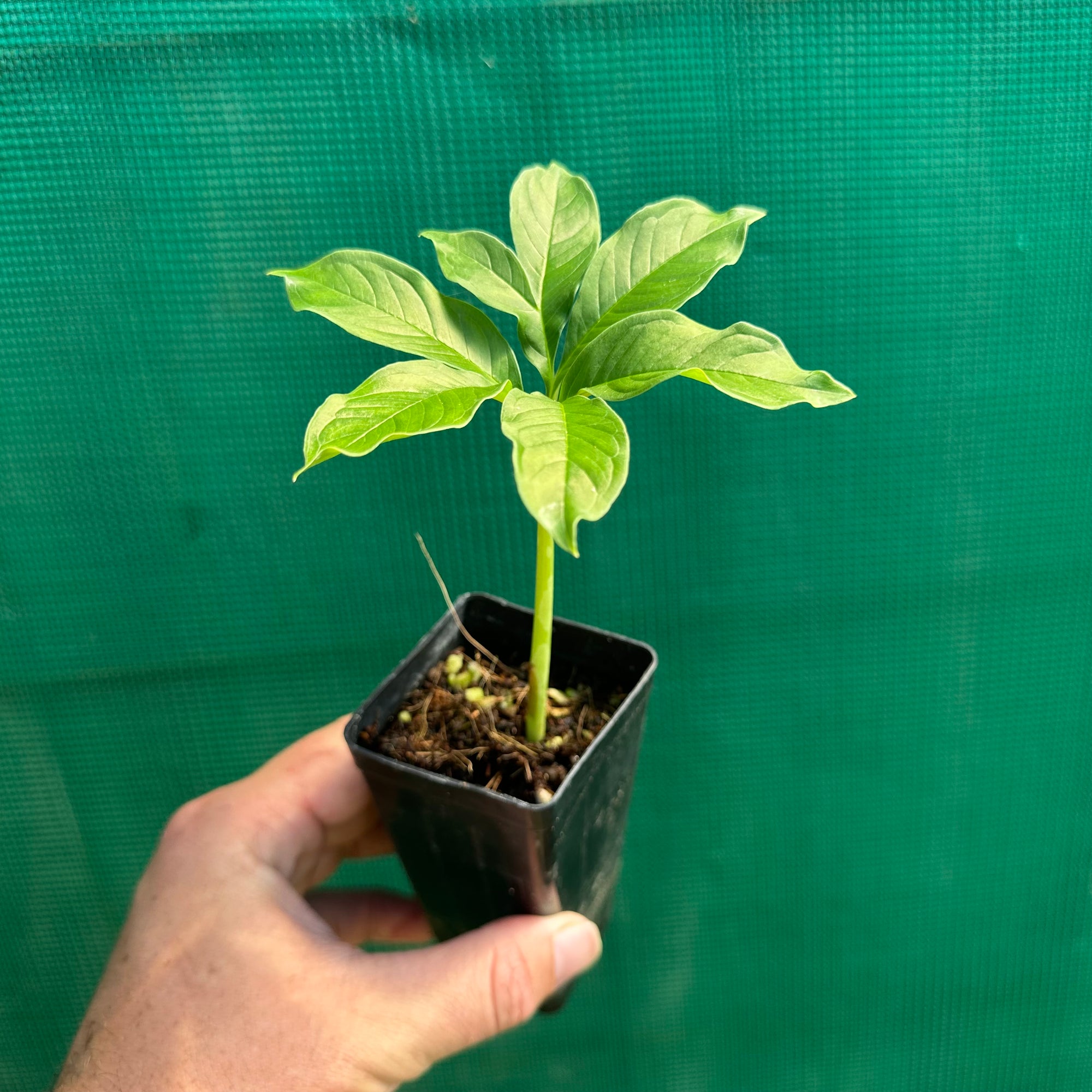 Elephant Foot Yam - Amorphophallus paeoniifolius NEW