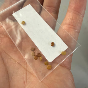 Java Sesbania (Sesbania javanica) NEW