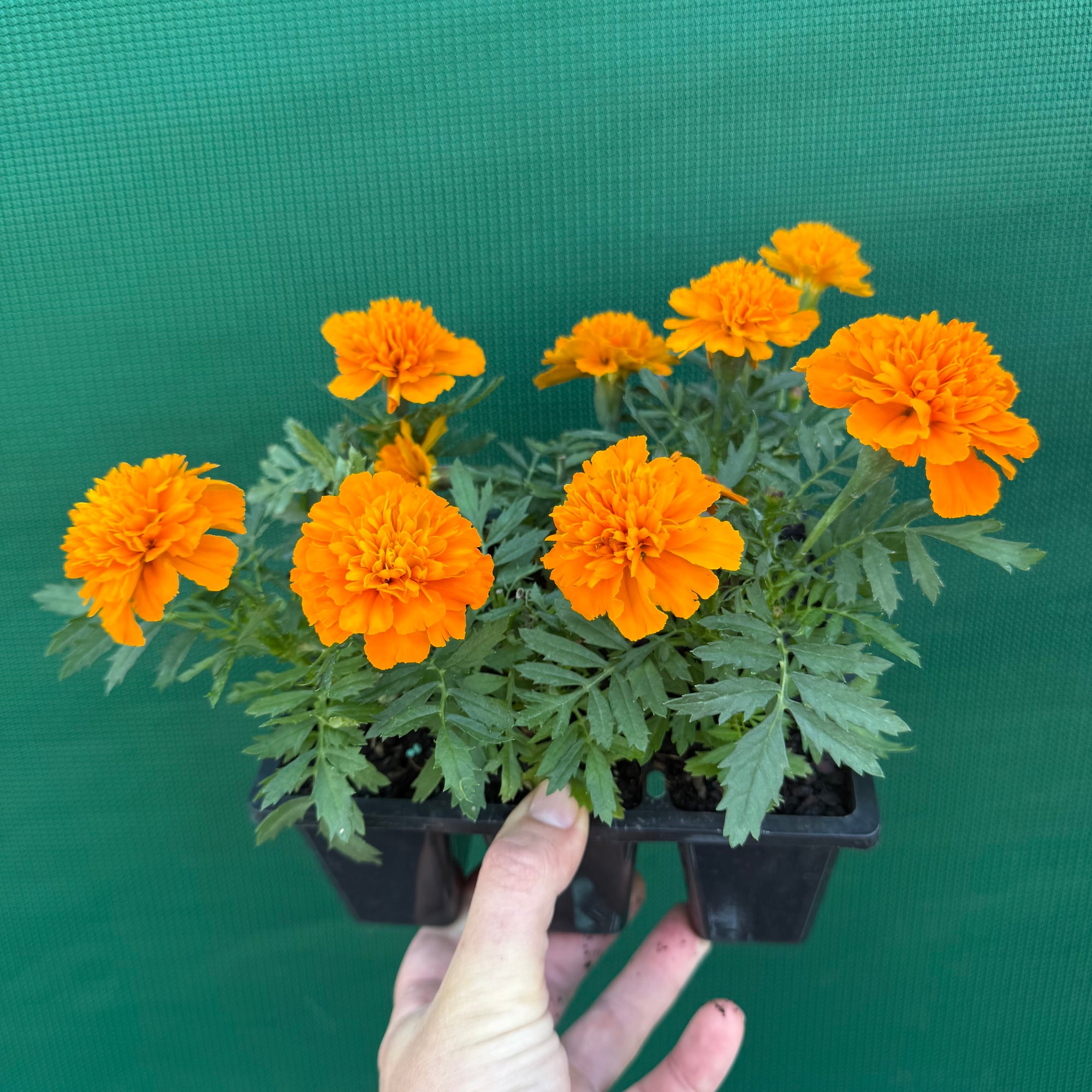 Marigold - French Orange NEW