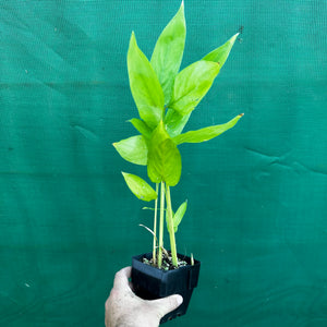 West Indian Arrowroot - Maranta arundinacea NEW