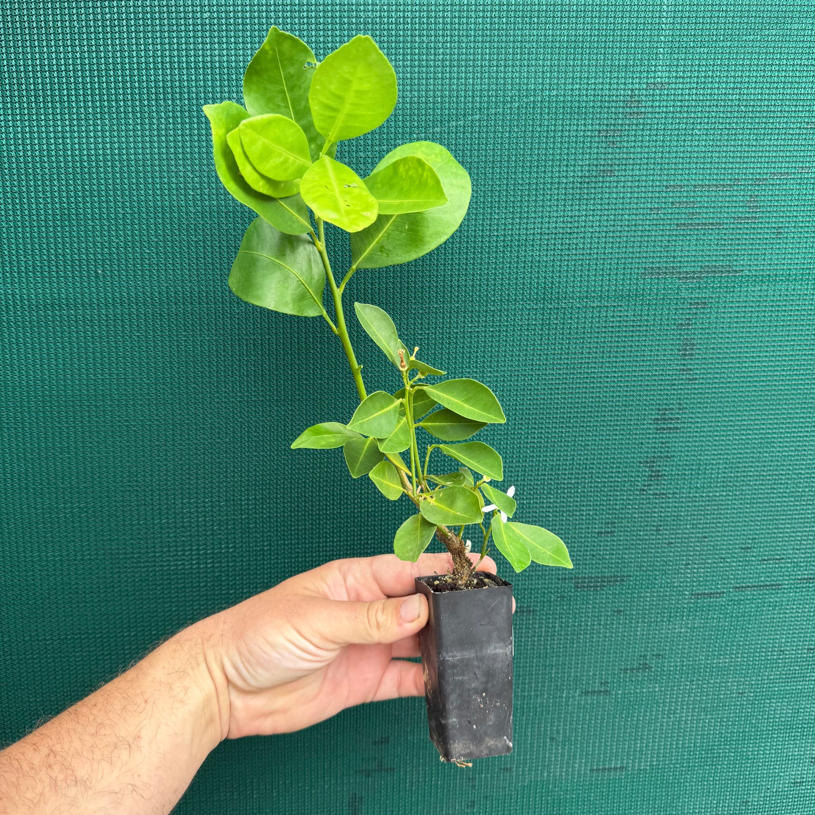 Kumkuat - Citrus japonica NEW