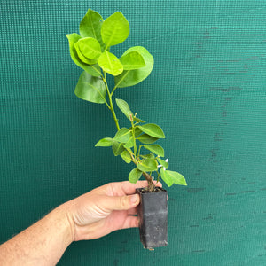 Kumkuat - Citrus japonica
