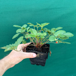 Strawberry - Alpine NEW