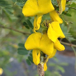 Java Sesbania (Sesbania javanica) NEW