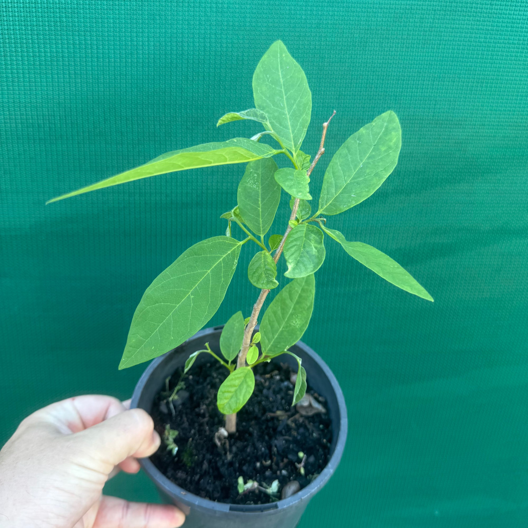 Custard Apple NEW