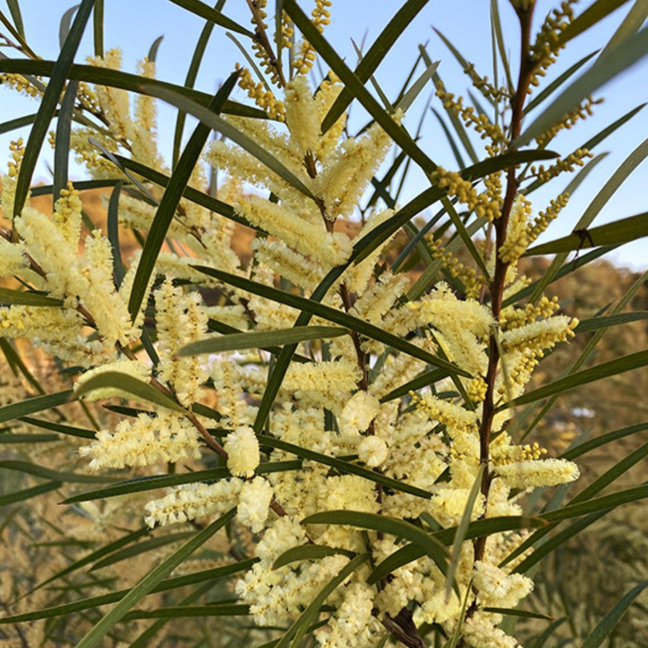 Acacia floribunda NEW