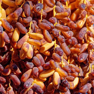 Canary Island Date Palm - Phoenix canariensis NEW