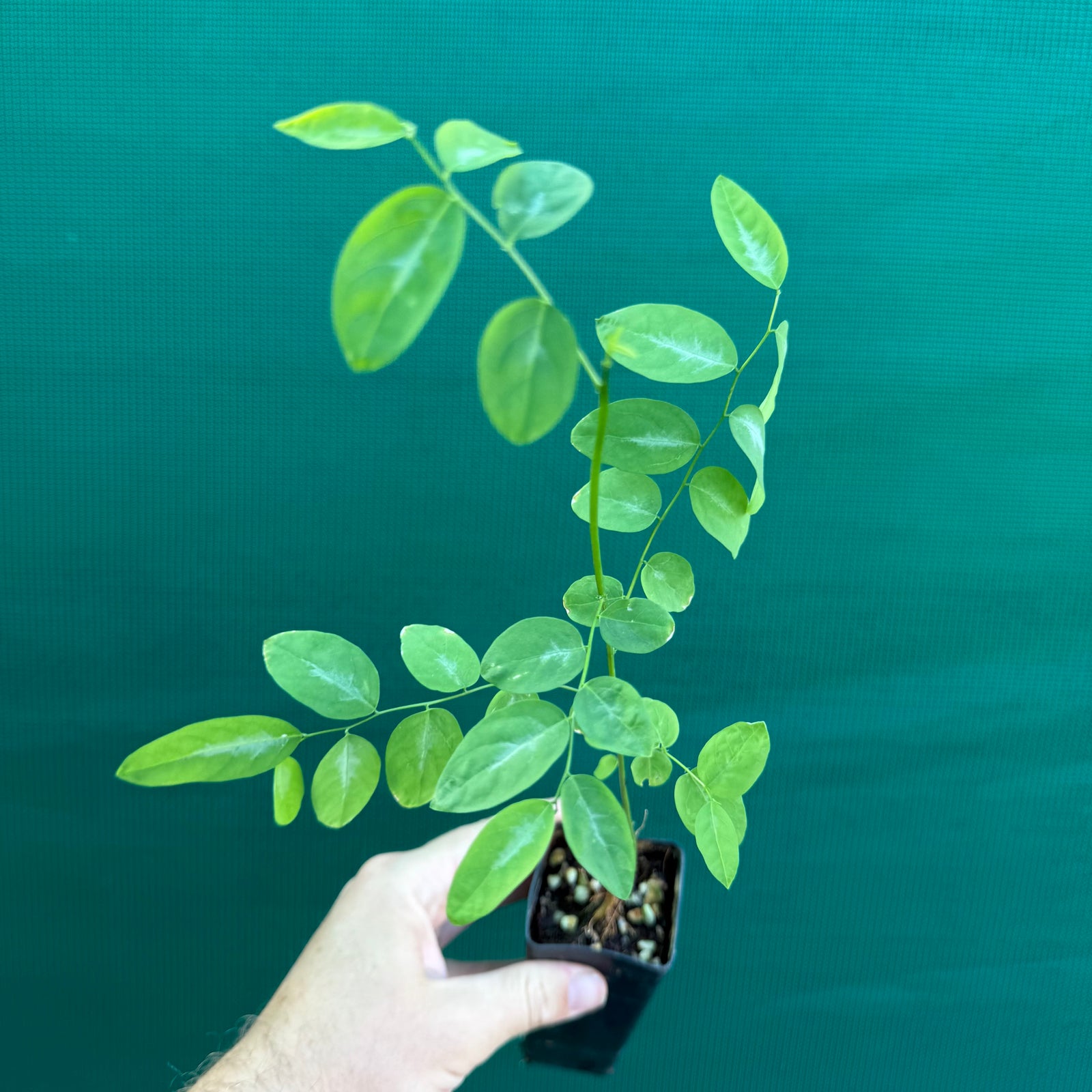 Sweet Leaf Bush - Sauropus androgynus NEW