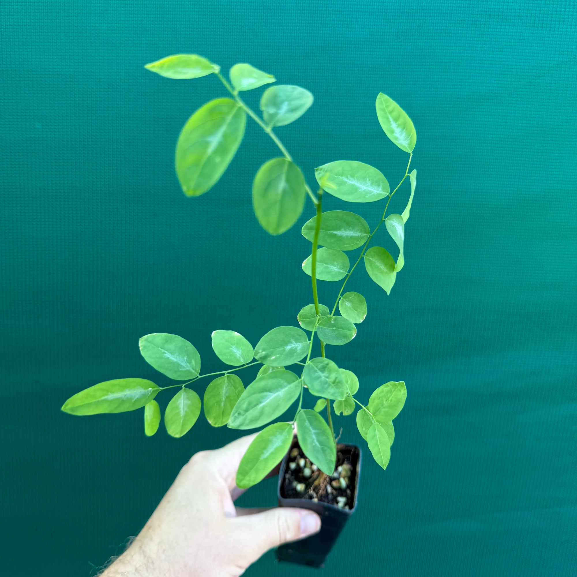 Sweet Leaf Bush - Sauropus androgynus NEW