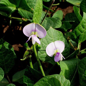 Red Cowpea (Vigna unguiculata) NEW