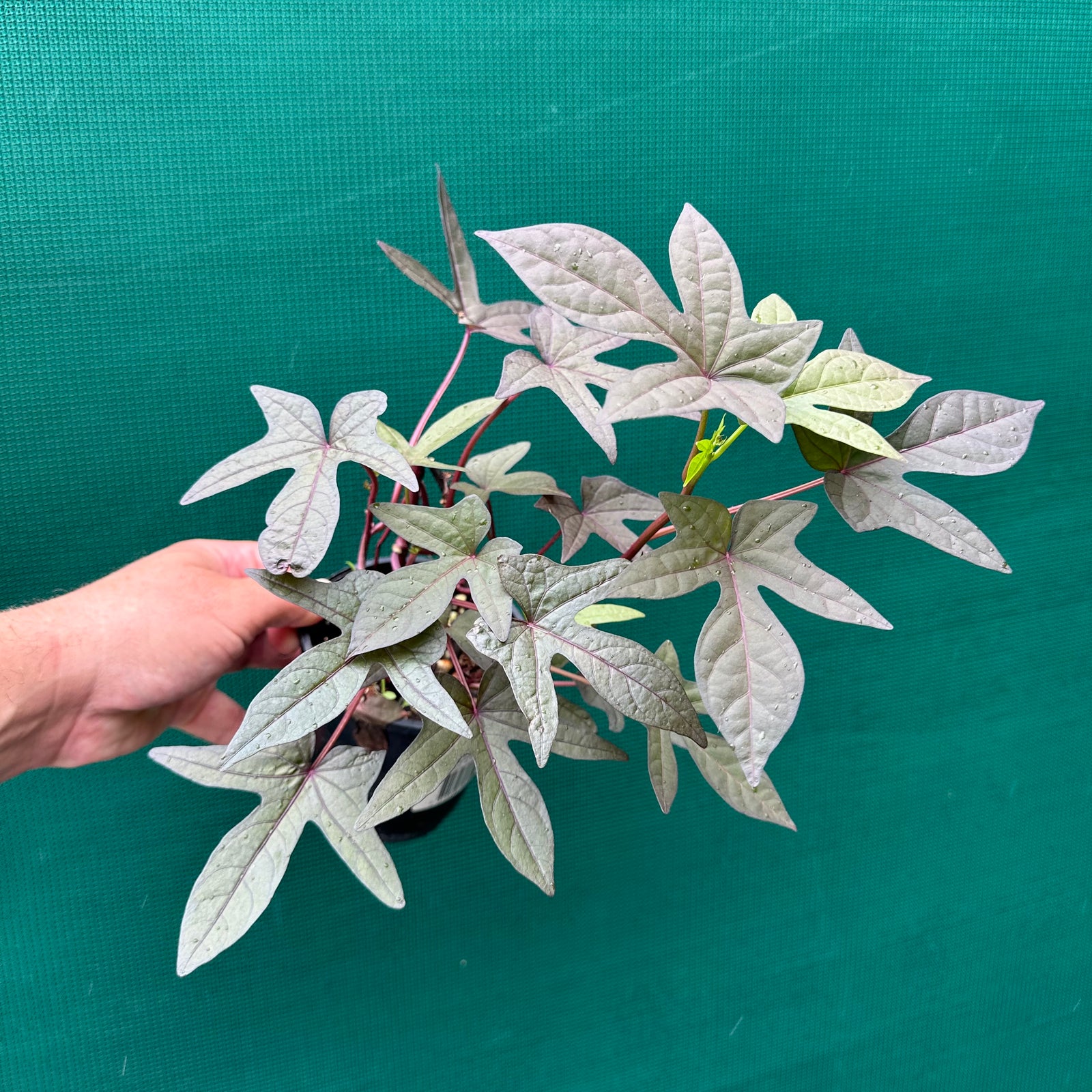 Sweet Potato ‘Purple Raven’