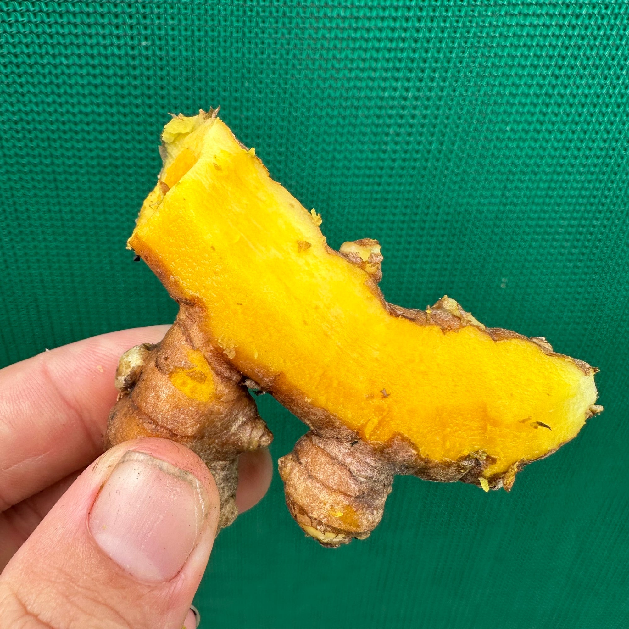 Tumeric Pant Tumeric - Yellow NEW - Edible Jungle Nursery