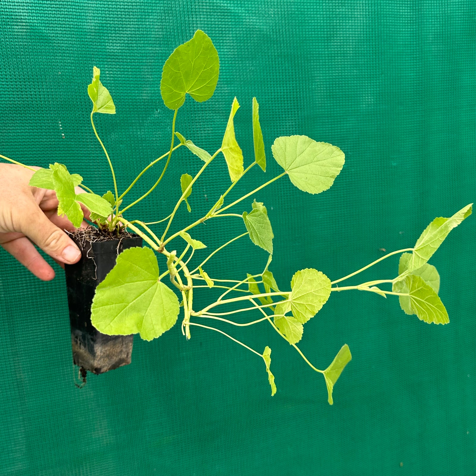 Marshmallow - Althaea officinalis NEW