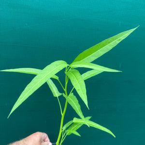 Kangkung - Ipomoea aquatica NEW