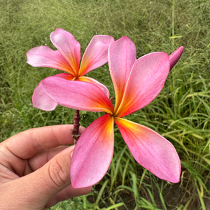 Frangipani - Aussie Pink