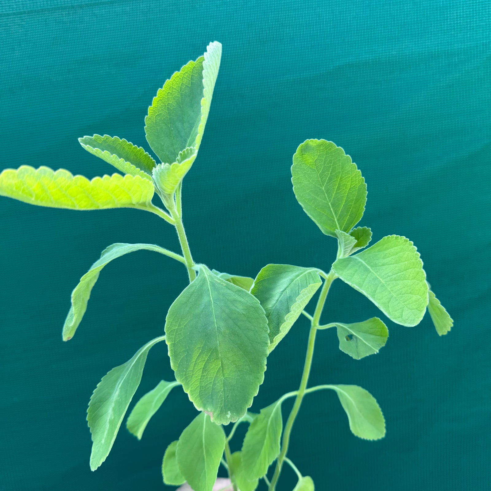 Indian Coleus - Coleus forsskohlii NEW