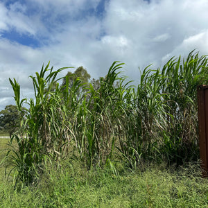 Bana Grass - Pennisetum purpureum x amaricanum NEW