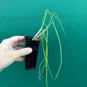L’itoi Clumping Onion NEW