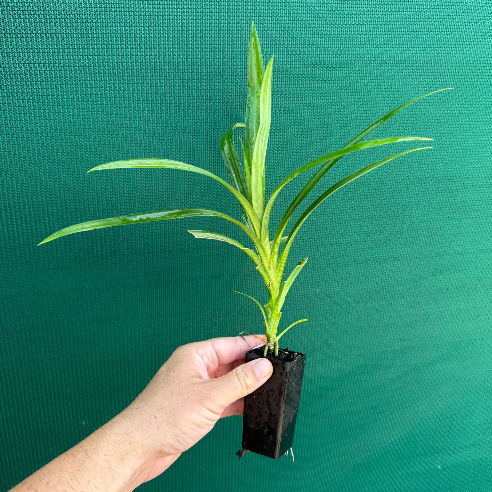 Pandanus tectorius NEW